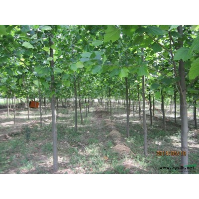 法桐；白蜡；国槐；北栾；女贞；玫红紫薇苗