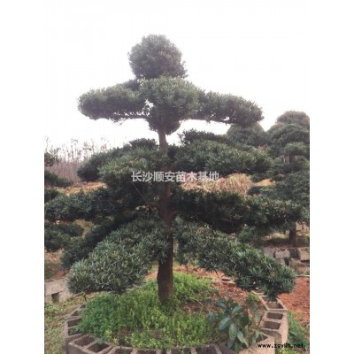 大小规格栾树基地