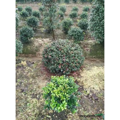 香樟　桂花　栾树