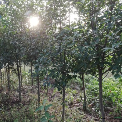 安徽栾树哪里好/哪家便宜