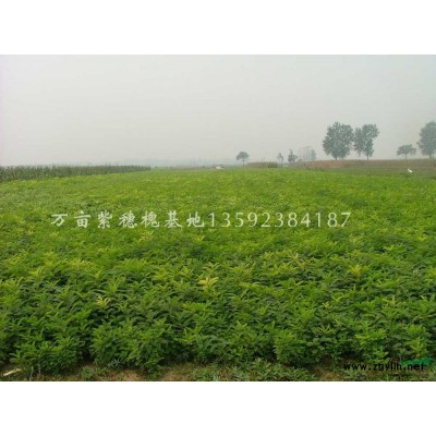 专供：栾树 白蜡 柳树 紫穗槐 刺槐 国槐 香花槐