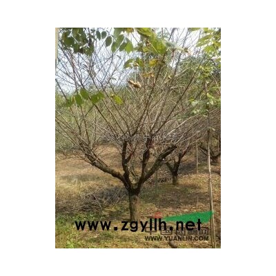 栾树10-18CM 3000棵3*新价格/栾树10-18CM 3000棵3报价