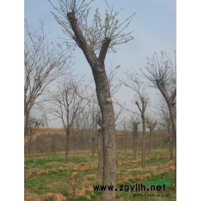 大批量国槐树 树苗供应   （12~55公分）