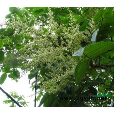 江苏沭阳低价供应批发北栾 北京栾树 北京栾树种子北栾种子