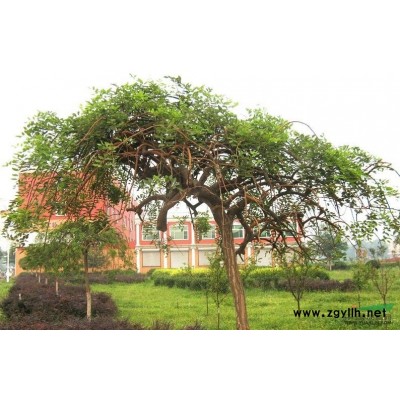 【供应信息】北京国槐供应*青岛国槐供应*天津国槐供应