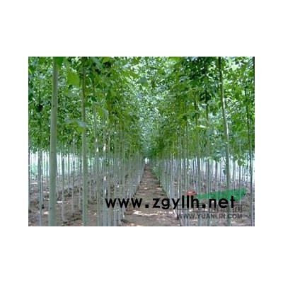 白蜡 国槐 红叶李河南市场行情