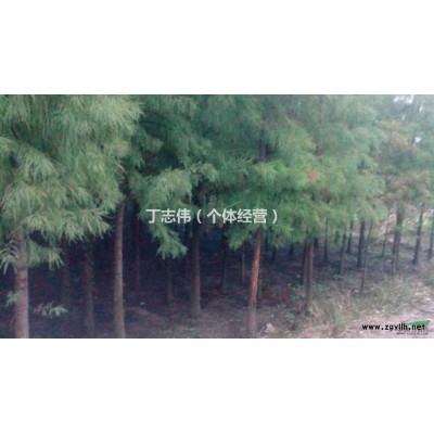 供应大量湖南栾树品种 质量优质