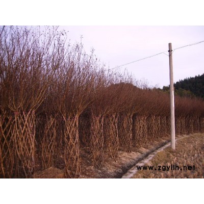 棕榈、栾树、日本樱花、铺地柏