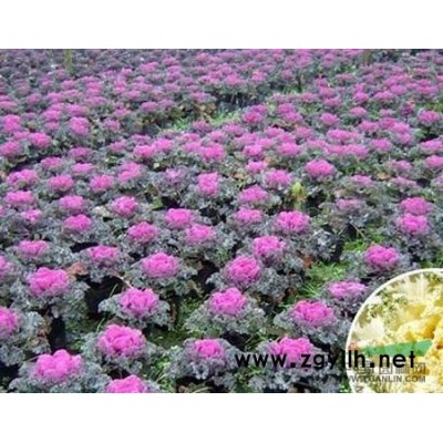 国槐价格低廉销售