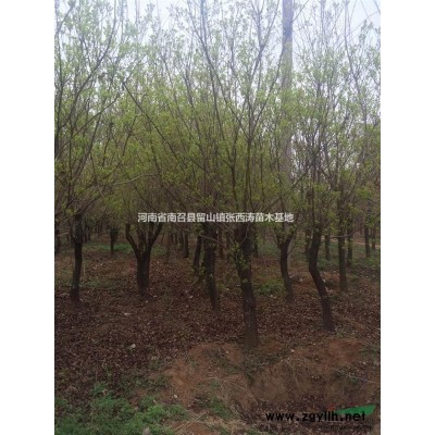 南阳栾树，8公分北栾价格