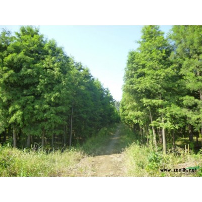 供应栾树、合欢两年生苗