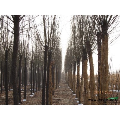 山东地区供应6到8公分国槐 白腊