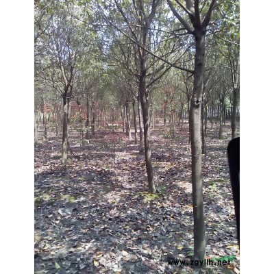 供应各种规格雪松