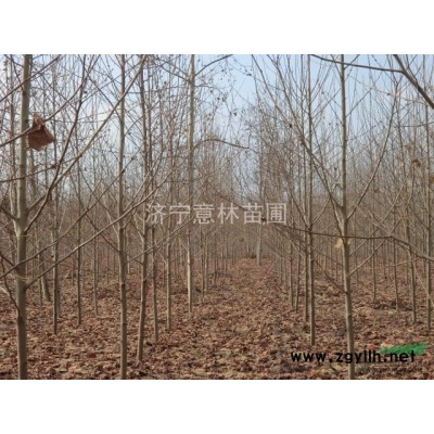 法桐扦插棒，白蜡，国槐