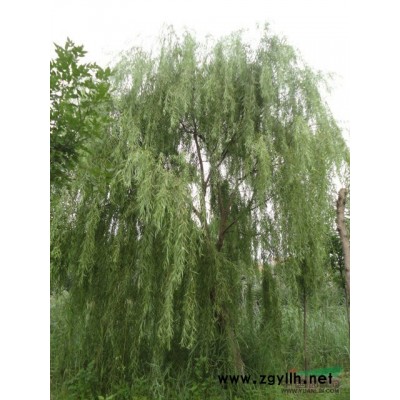 国槐价格，哪里有国槐树，哪里的国槐便宜，哪里有国槐树种植基地