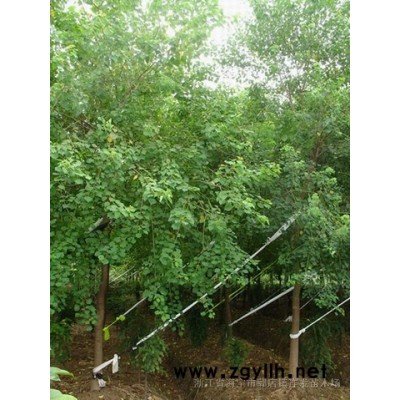 榉树种子、朴树种子、香樟种子、黄山栾树种子、无患子种子