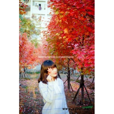 金叶栾树种子金叶栾树种苗锦叶栾树苗金叶栾树种子金叶栾树种苗