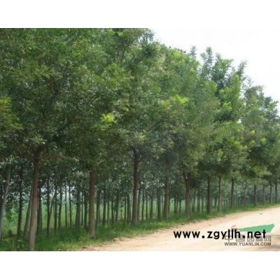 泰安国槐价格 优质国槐特价出售！【俊良苗木基地】
