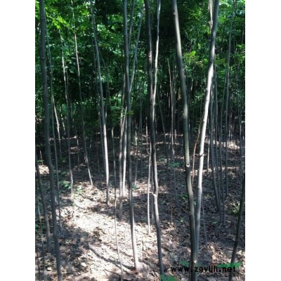 浙江栾树2*新报价/栾树2图片