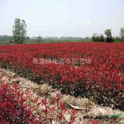 雪松、蜀桧、地柏