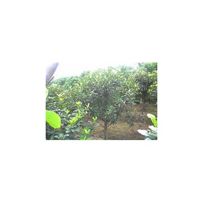 喜树,香樟,雪松