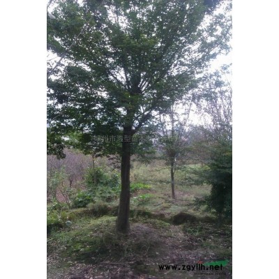 浙江10公分黄山栾树介绍