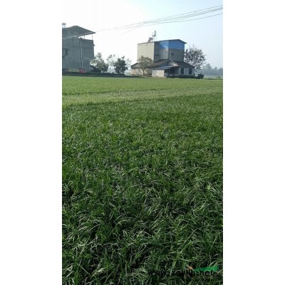 四川重庆的六米雪松