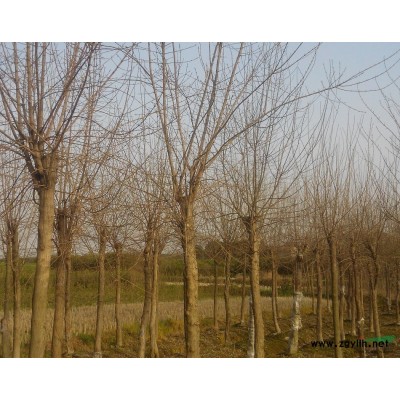 栾树*新价格/栾树报价。中华石楠、石楠、红花继木、火棘、水腊