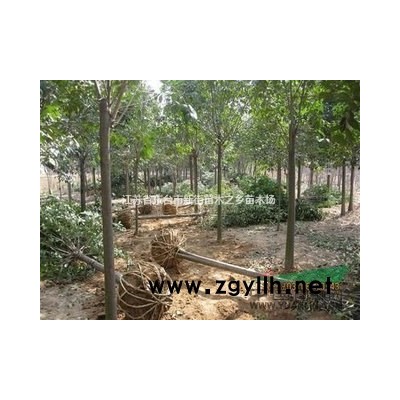 供应浙江黄山栾树，价格低，包上车