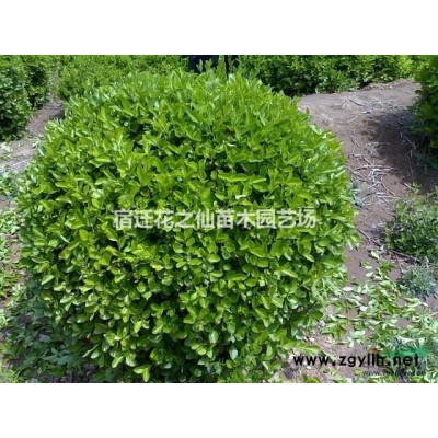 售：雪松，黑松，榆叶梅，垂柳，黄金槐，白腊，蜀桧