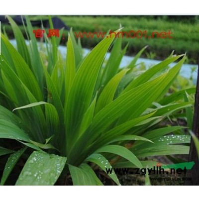 沭阳栾树小苗 江苏栾树小苗基地