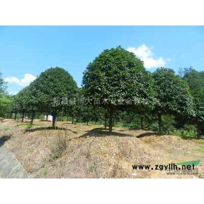 供：栾树二年苗5万棵