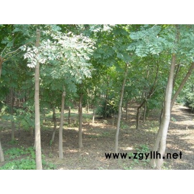 金叶榆、柳树、栾树、国槐、火炬苗