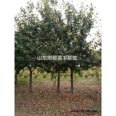 栾树，黄金槐，法桐