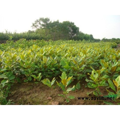 雪松报价/江苏雪松报价