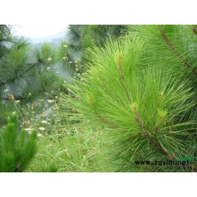 大量油松、国槐、元宝（红叶）、各种规格出售中