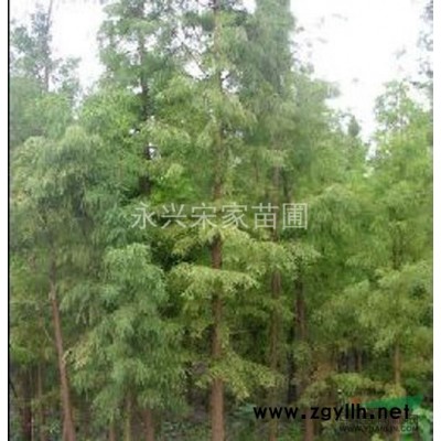 3公分栾树，4公分栾树，5公分栾树低价出售