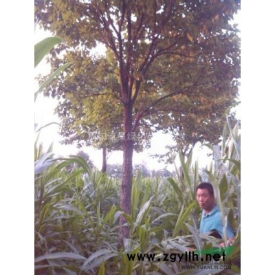 供应河南栾树小苗