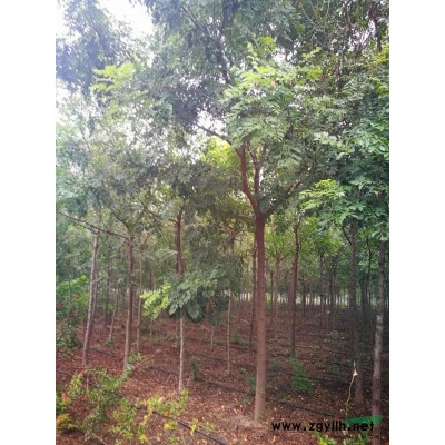 国槐8--9公分1000棵