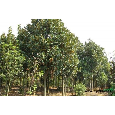 河北白皮松.信息