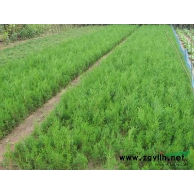 白皮松、白皮松苗