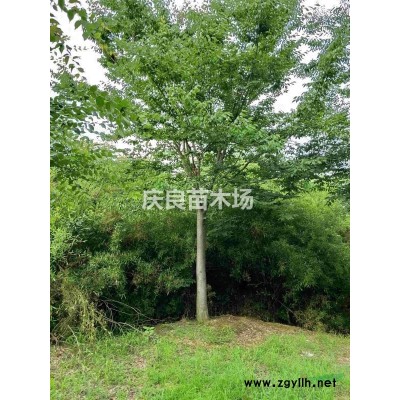 浙江长兴地区各种规格栾树榉树等