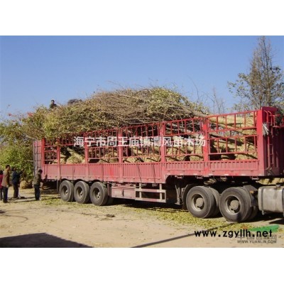 供应无患子、垂柳、黄山栾树、合欢、紫薇、乌桕