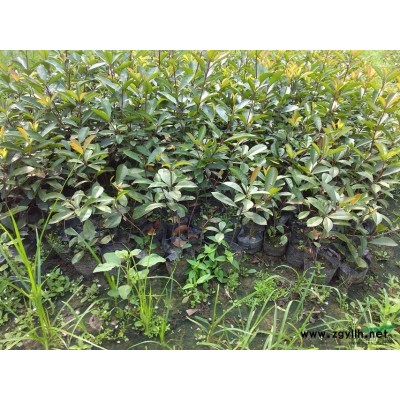 栾树移栽栾树实生栾树各规格栾树丛生栾树