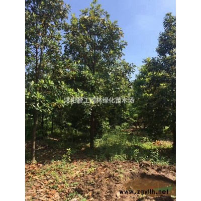 栾树10公分、12公分、13公分、14公分、15公分大量供应