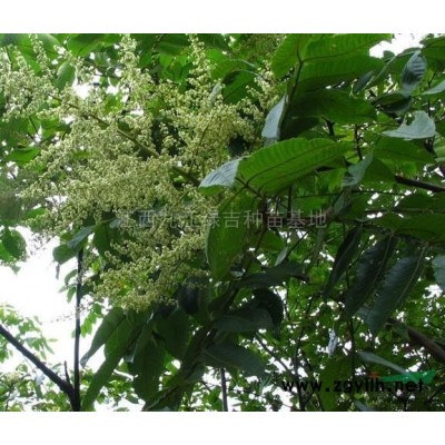 国槐行情报价\国槐图片展示
