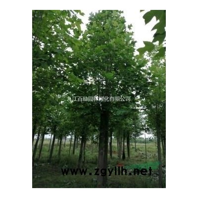 江西九江，专供8－16公分栾树，种子