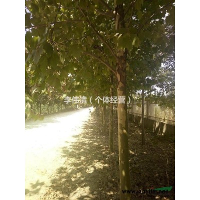 阜阳常年供应栾树