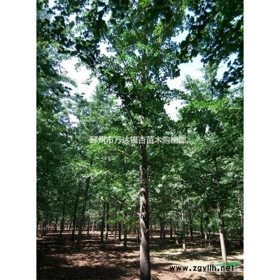 供应国槐