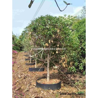 出售各种规格栾树